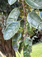 Chrysophyllum cainito