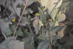 Crotalaria alata