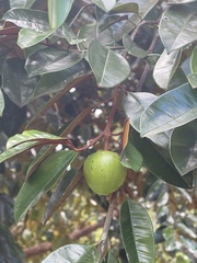 Chrysophyllum cainito