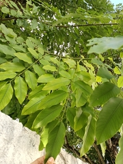 Cassia fistula