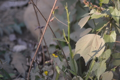 Crotalaria alata