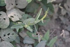 Crotalaria alata
