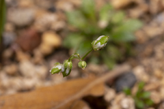 Draba praecox