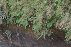 Pogonatherum crinitum