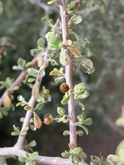 Sarcomphalus obtusifolius canescens