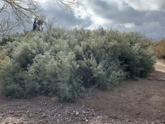 Sarcomphalus obtusifolius canescens