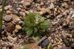 Draba praecox
