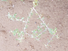 Sarcomphalus obtusifolius canescens