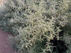 Sarcomphalus obtusifolius canescens