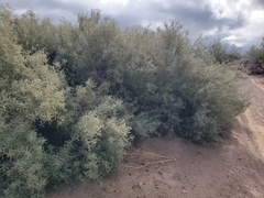 Sarcomphalus obtusifolius canescens