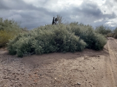 Sarcomphalus obtusifolius canescens