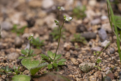 Draba praecox