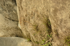 Pogonatherum crinitum