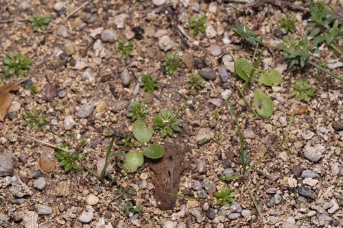 Image of Draba praecox by (c) Eleftherios Katsillis, some rights reserved (CC BY)