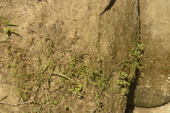 Pogonatherum crinitum