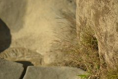 Pogonatherum crinitum