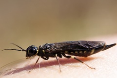 Xiphydria longicollis