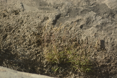 Pogonatherum crinitum