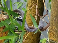 Dendrelaphis girii