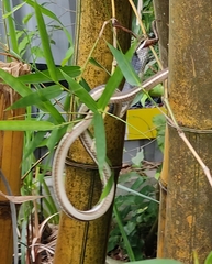 Dendrelaphis girii
