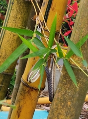 Dendrelaphis girii