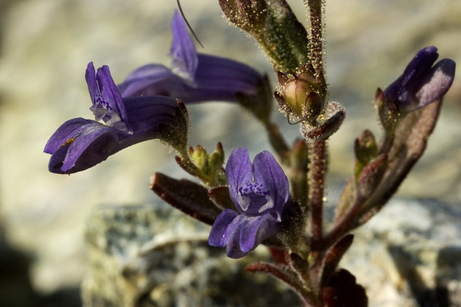 Collinsia greenei