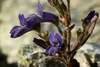 Greene's Blue-eyed Mary - Photo (c) Patrick Alexander, some rights reserved (CC BY-NC-ND)
