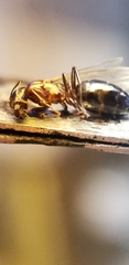 Camponotus caryae