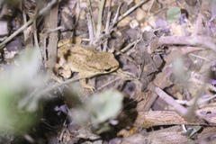 Duttaphrynus dhufarensis