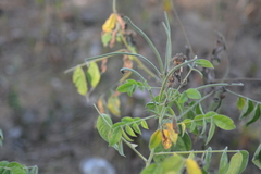 Senna hirsuta