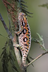 Furcifer lateralis