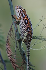 Furcifer lateralis
