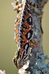 Furcifer lateralis