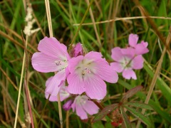 Sidalcea calycosa rhizomata