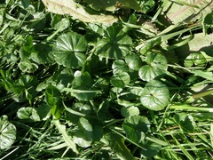 Sidalcea calycosa rhizomata