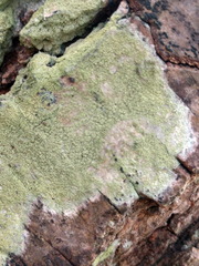 Lecanora expallens