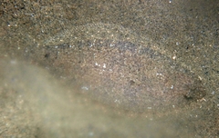 Arnoglossus laterna