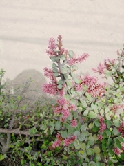 Portulacaria afra