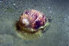 Naticarius hebraeus