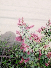 Portulacaria afra