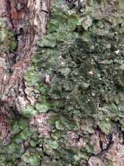 Melanohalea elegantula