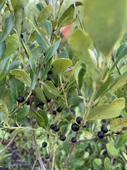 Ilex coriacea