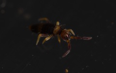 Entomobrya albocincta