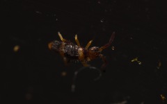 Entomobrya albocincta