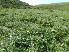 Sidalcea calycosa rhizomata