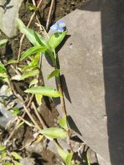Commelina caroliniana