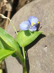 Commelina caroliniana