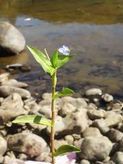 Commelina caroliniana