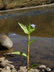 Commelina caroliniana