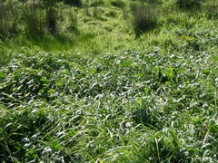 Sidalcea calycosa rhizomata
